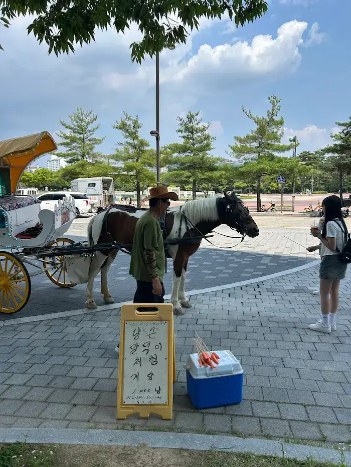 일산 아쿠아플라넷 야외 말 먹이 주기 체험과 마차
