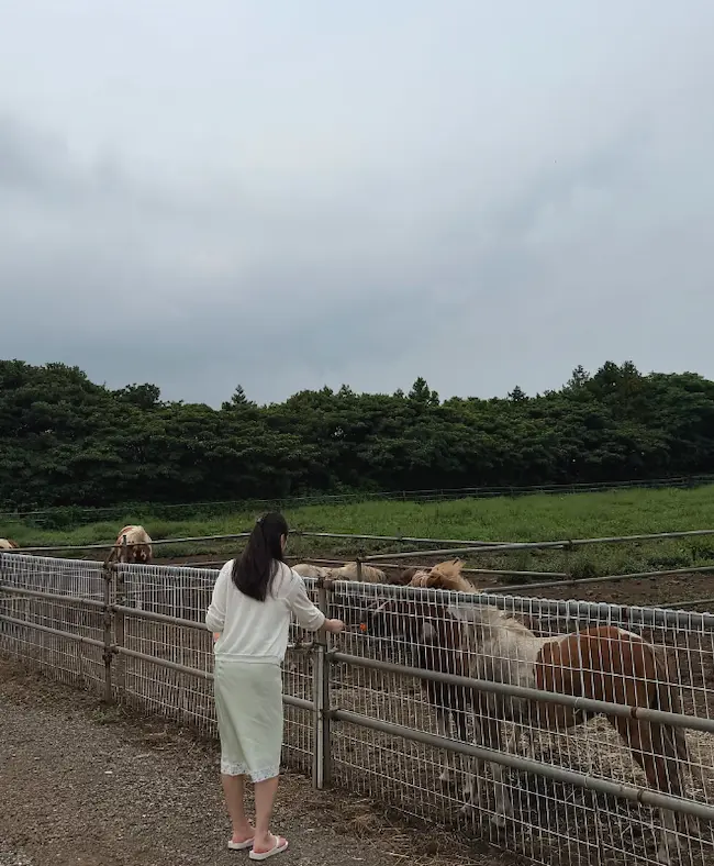 제주 알프스제주에서 말에게 먹이를 주는 모습